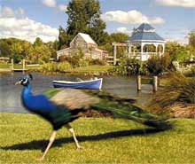 Ngatea attractions