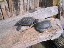 Ngatea Turtles